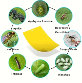Picture for category COMBATERE BIOLOGICA